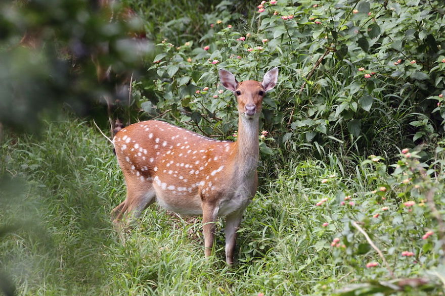 My Dad Ran Into Formosan Sika Deer In Kenting, Taiwan