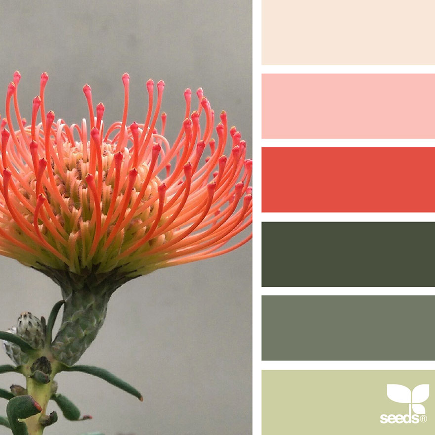nature-colors-palette-design-seeds-jessica-colaluca-14