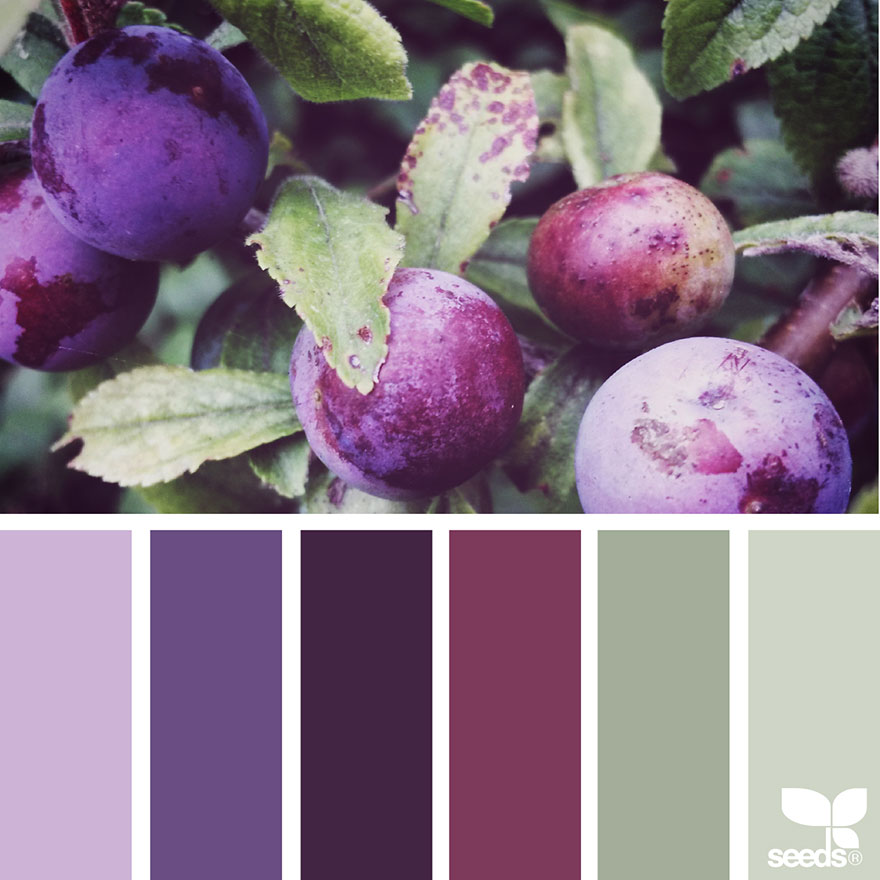 nature-colors-palette-design-seeds-jessica-colaluca-16