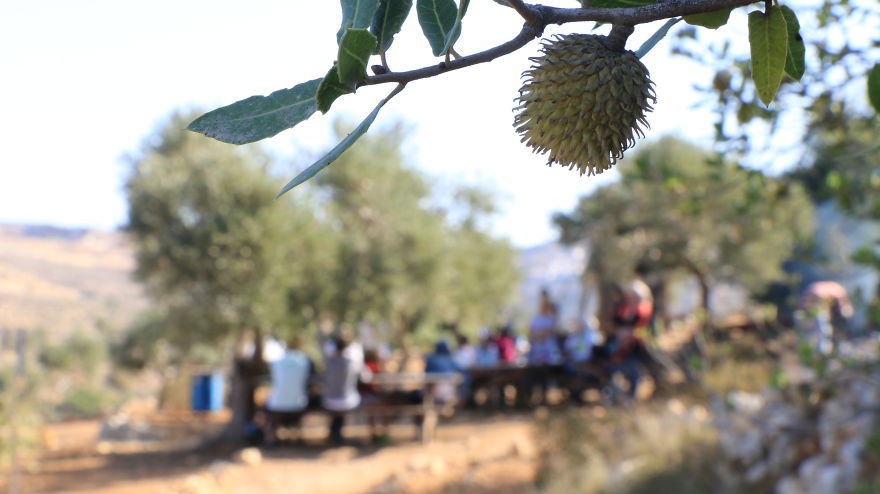 Olive Harvest In Palestine