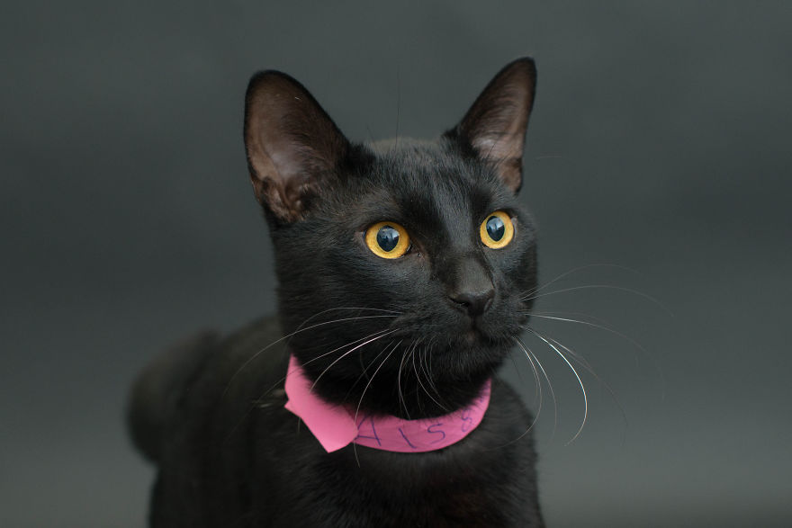 I Photograph Black Shelter Cats Because They’re The Last To Get Adopted And Are Often Euthanized