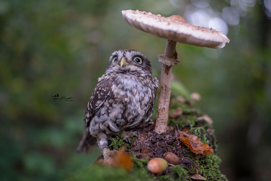 owl-and-mushrooms-tanja-brandt-11