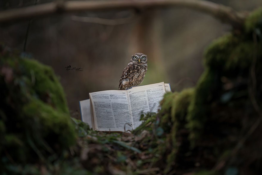 Cute Tiny Owl Goes Viral So We Interviewed The Photographer (10 Pics)