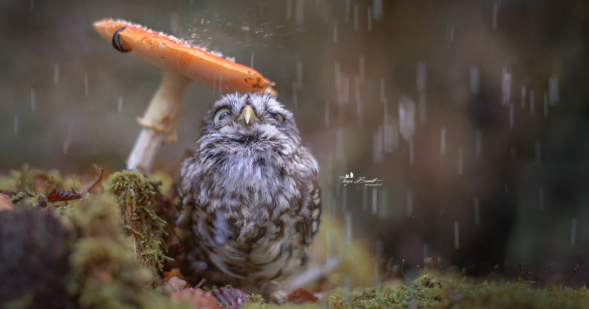 8 Autumn Dekostecker Bird Mushroom Hedgehog Owl New Metal in Rust-Brown