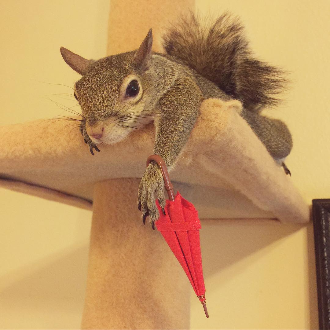 Squirrel Rescued After Hurricane Becomes Family's Cutest Member