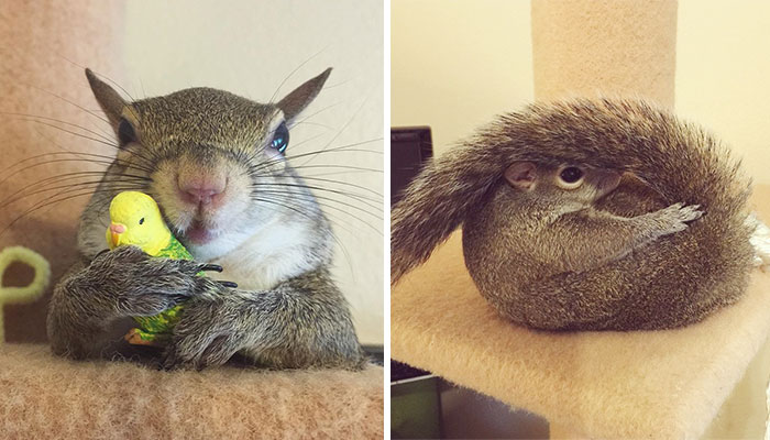 Squirrel Rescued After Hurricane Becomes Family’s Cutest Member