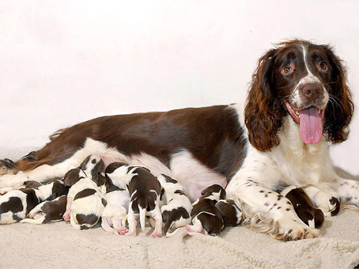 Mamá Spaniel Con Sus Cachorros