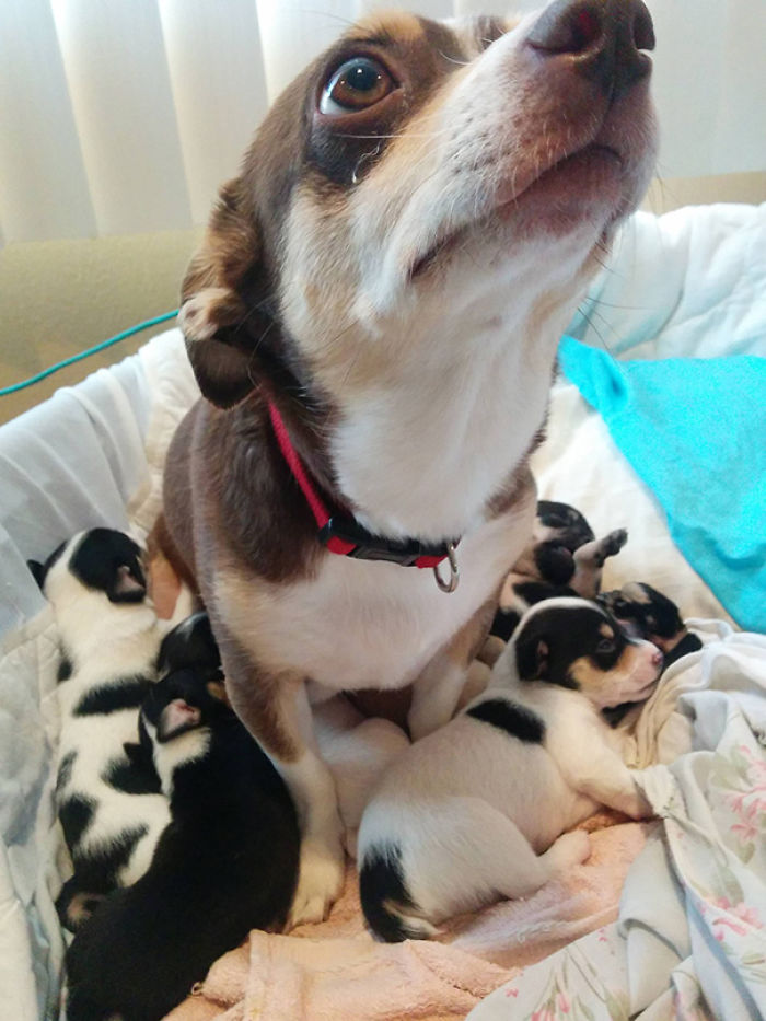 Snickers Es Una Orgullosa Mamá De 6 Adorables Cachorros