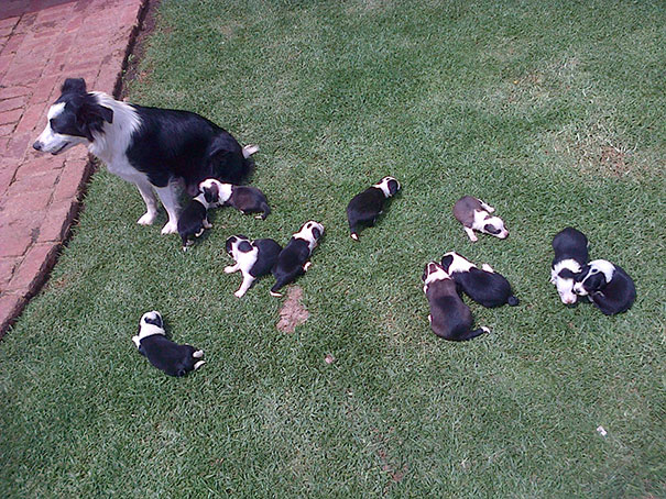 Mia And Her 11 Pups