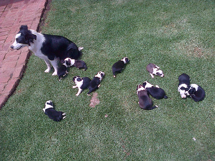Mia Y Sus 11 Cachorros