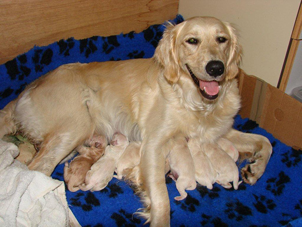 Lily And Her 12 Pups