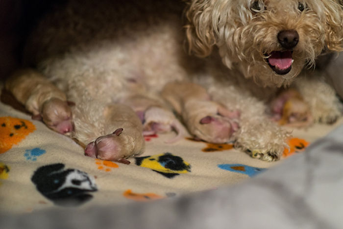 Una Nueva Mamá Trae En Año Nuevo A Sus Cinco Cachorros Durmientes