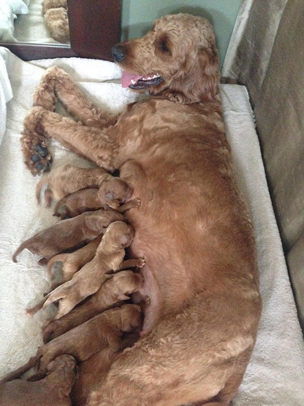 We Were Told 5 Pups And Got 10. Gdget Is Now A Proud Mama