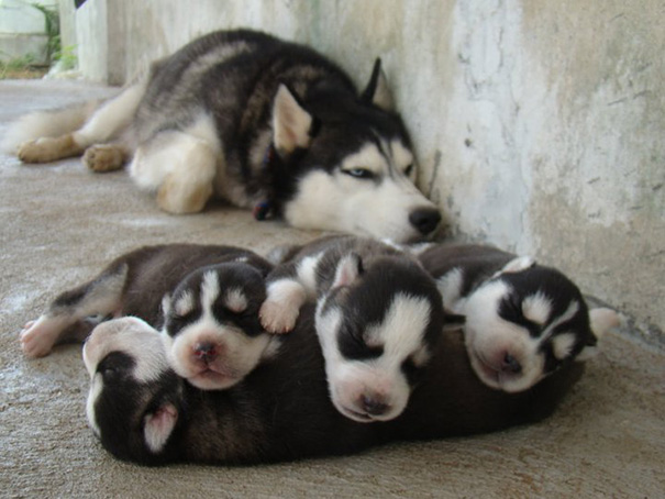 Proud Mommy With Her Puppies