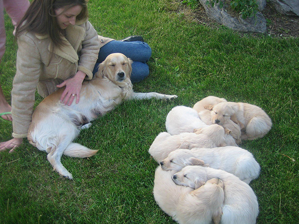 My Three Legged Golden Retriever And Her 7 Little Puppies
