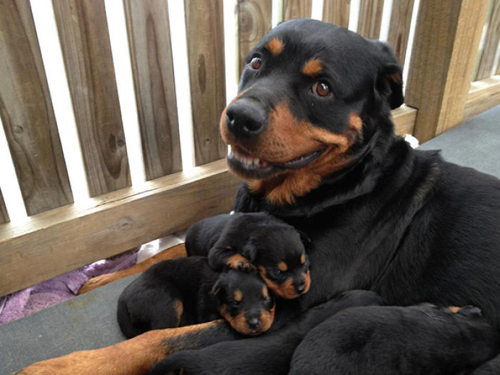 Cachorros De Rottweiler Con Su Mami