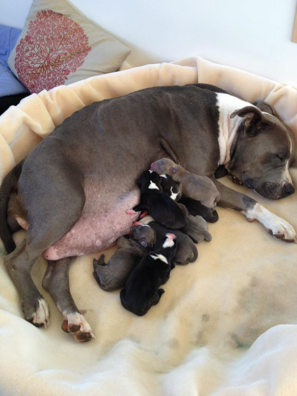 Proud Mary And Her Puppies