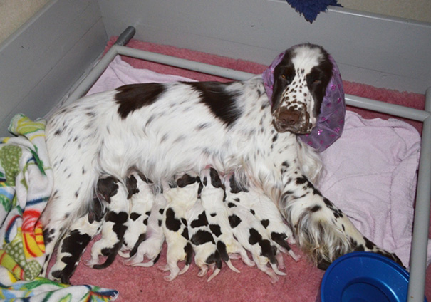 New Mum And Her Nine Pups