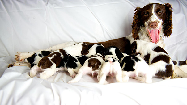 Puppies And Their Mom