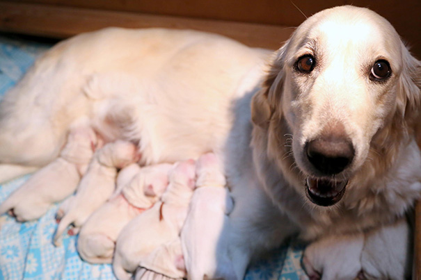 Golden Retriever Mother And Her Puppies