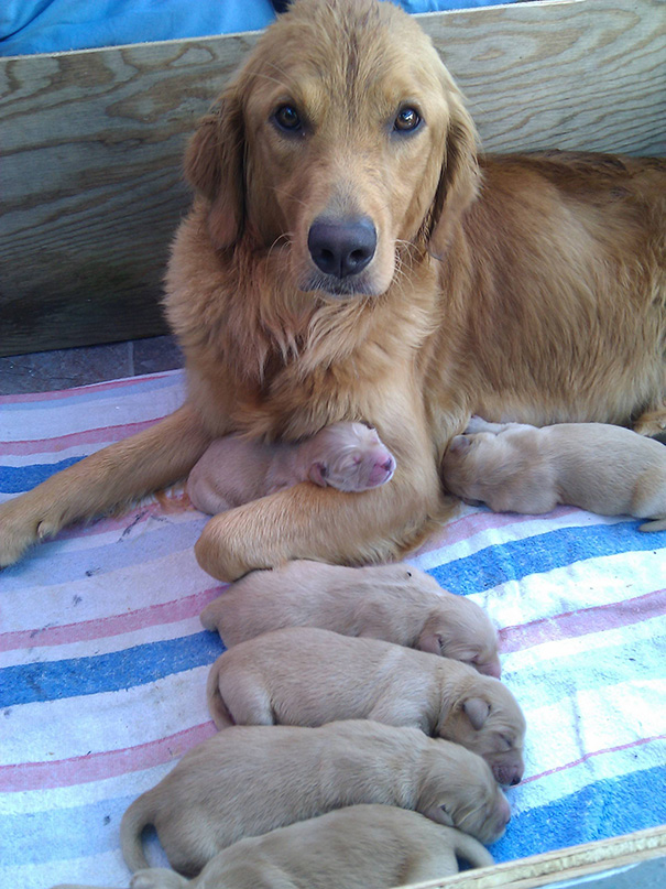 My Golden Retriever And Her 3 Day Old Puppies