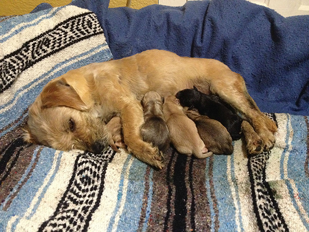 My Foster Dog Had Her Puppies