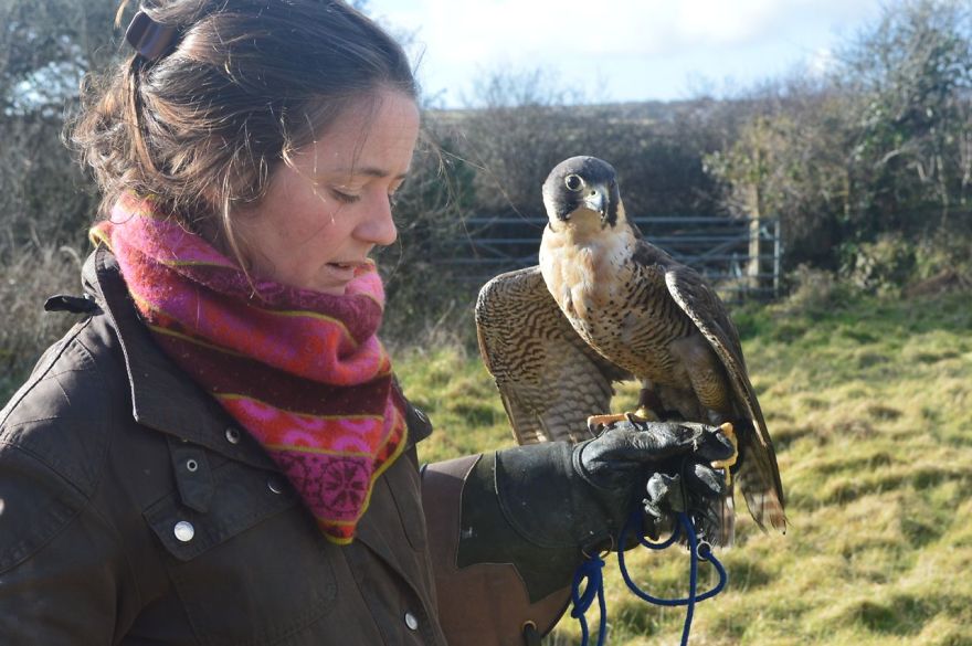Queen Of The Sky: My Friend Saved A Wounded Falcon And Let Her Fly Free