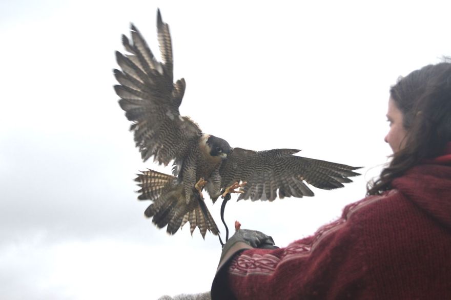 Queen Of The Sky: My Friend Saved A Wounded Falcon And Let Her Fly Free
