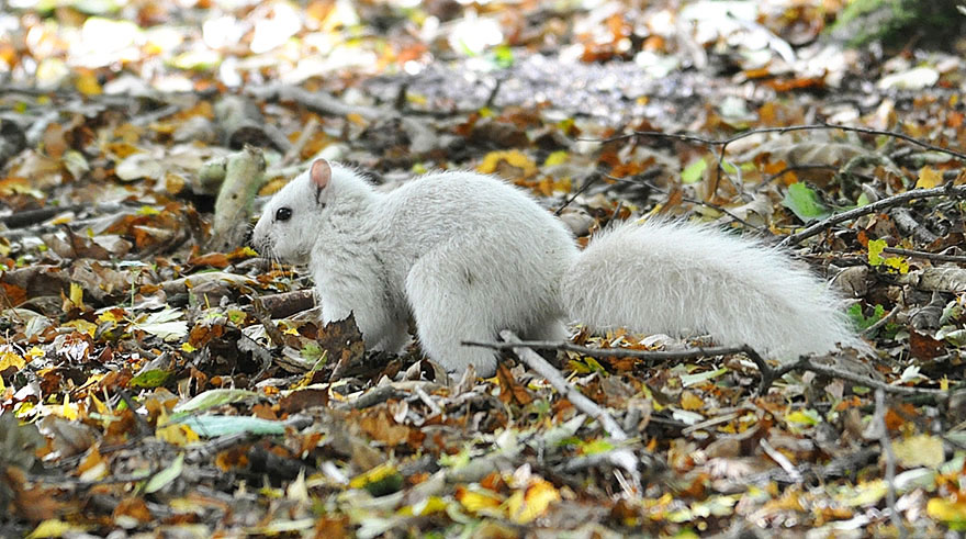 rare-white-squirrel-photo-andrew-fulton-marbury-country-park-uk-10