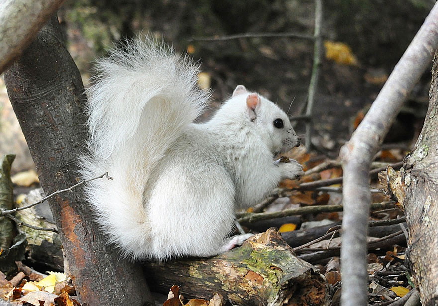rare-white-squirrel-photo-andrew-fulton-marbury-country-park-uk-6