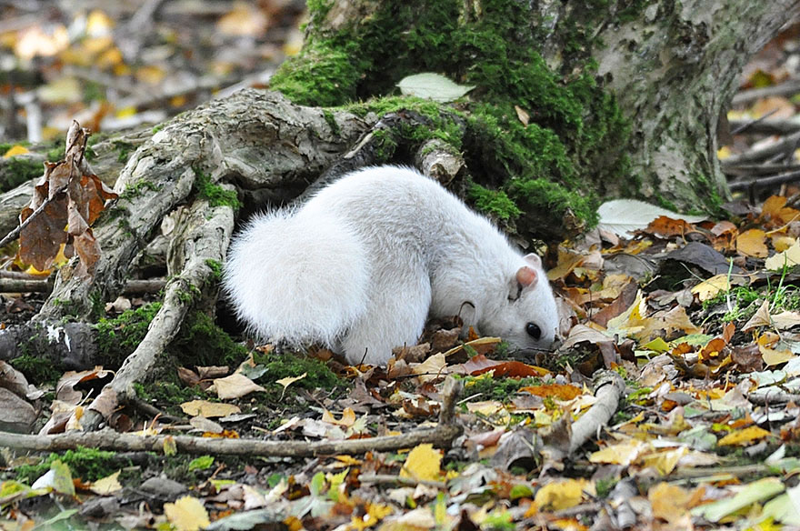 Extremely Rare White Squirrel Spotted In The UK
