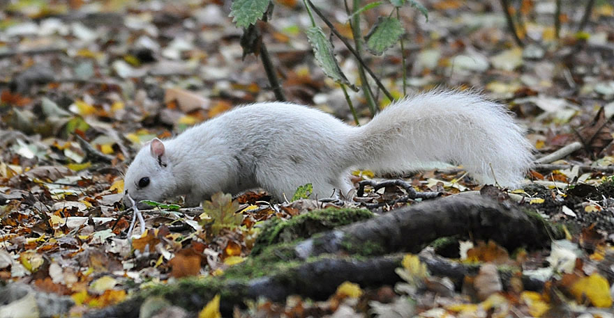 Extremely Rare White Squirrel Spotted In The UK