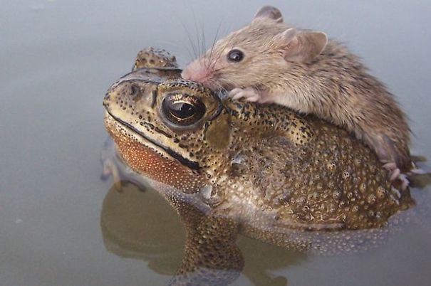 Rat In Trouble Finds An Unlikely Ally In A Fat Toad