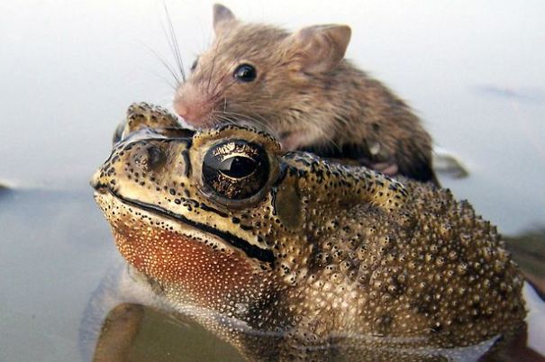 Rat In Trouble Finds An Unlikely Ally In A Fat Toad