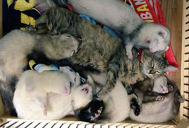 Rescue Kitten Adopted By 5 Ferrets Thinks It's A Ferret Too