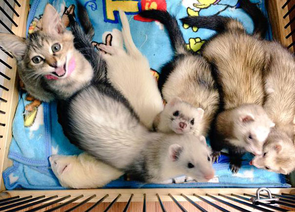 Rescue Kitten Adopted By 5 Ferrets Thinks It's A Ferret Too