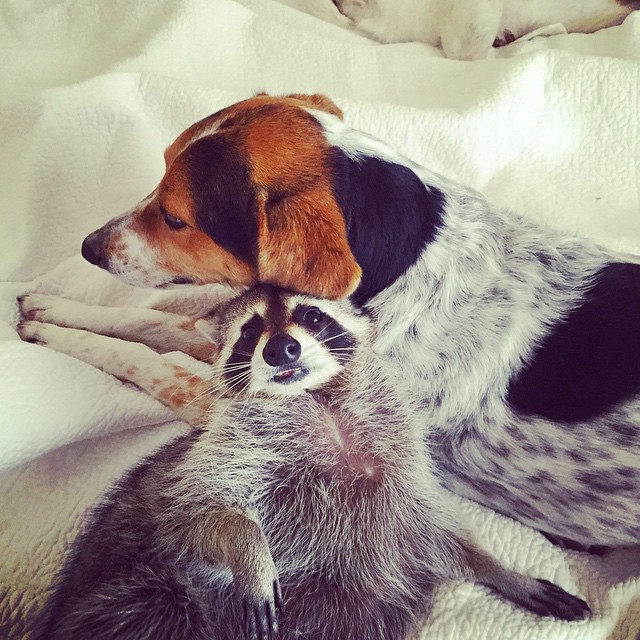 Orphaned Raccoon Rescued By Family With Dogs Thinks She's A Dog, Too