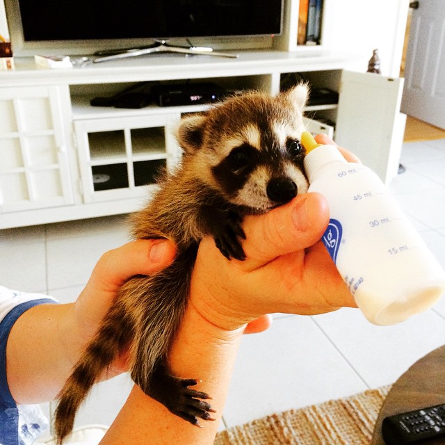 Orphaned Raccoon Rescued By Family With Dogs Thinks She's A Dog, Too