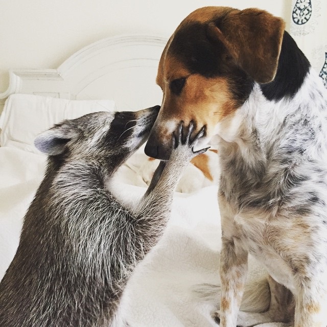 Orphaned Raccoon Rescued By Family With Dogs Thinks She’s A Dog, Too