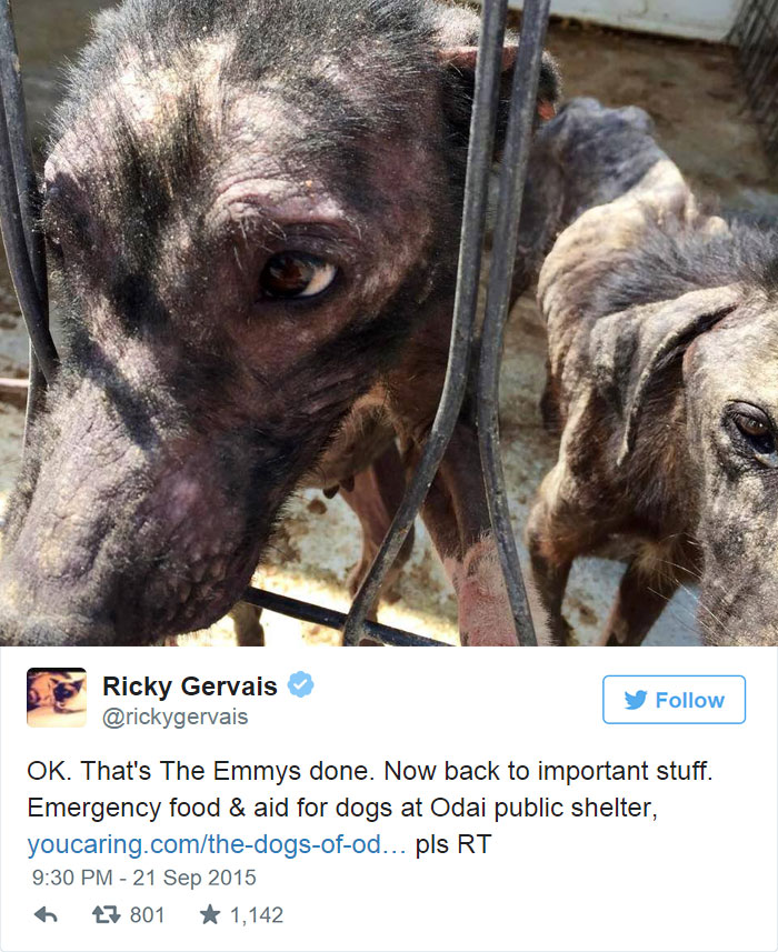 ricky-gervais-tweet-helps-shelter-dogs-romania-k9-angels-1