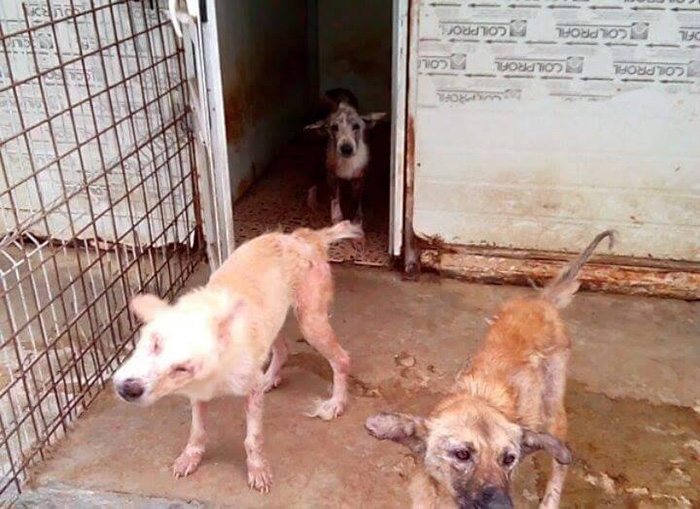 ricky-gervais-tweet-helps-shelter-dogs-romania-k9-angels-18