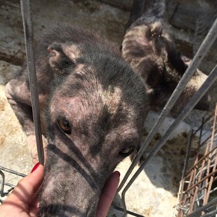 Ricky Gervais's Tweet Saves 650 Starving And Abused Dogs