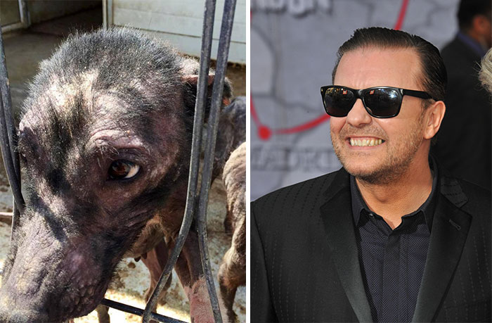 Ricky Gervais’s Tweet Saves 650 Starving And Abused Dogs