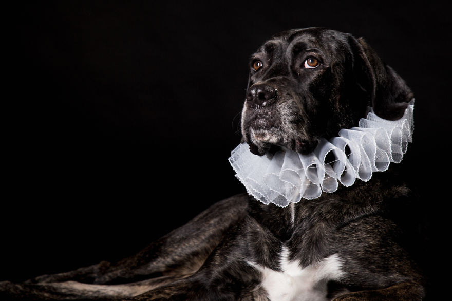 I Photograph Animals Looking As Noble Men From Classical Paintings