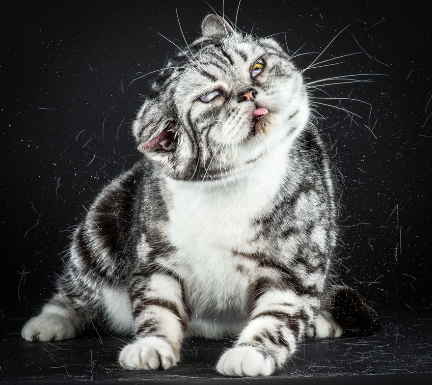 Funny Portraits Of Cats Shaking Themselves Dry By Carli Davidson