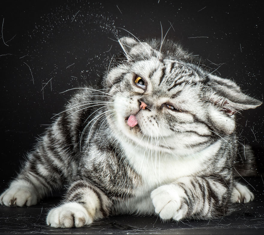 Funny Portraits Of Cats Shaking Themselves Dry By Carli Davidson