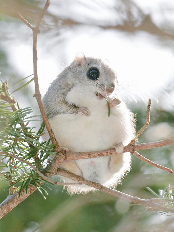 siberian-japanese-dwarf-flying-squirrel-1