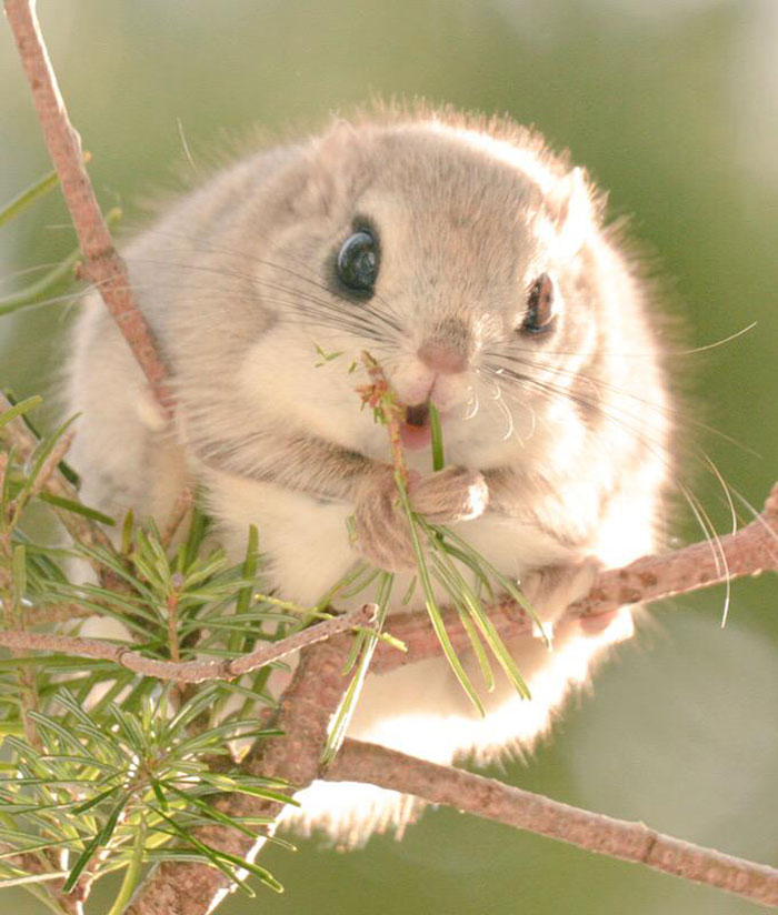 Japanese And Siberian Flying Squirrels Are Probably The Cutest Animals On  Earth | Bored Panda