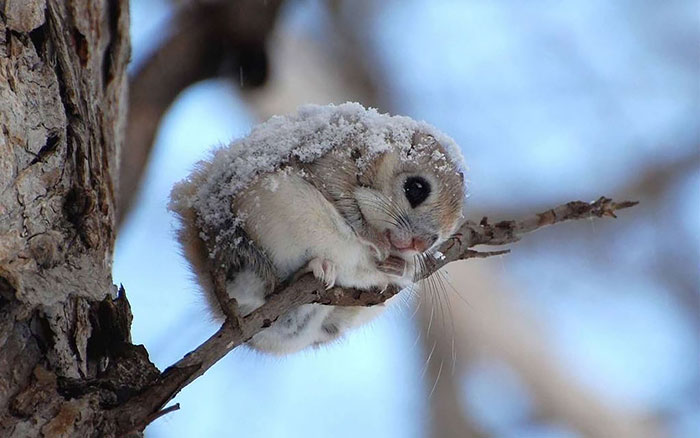 Japanese And Siberian Flying Squirrels Are Probably The Cutest Animals On  Earth | Bored Panda