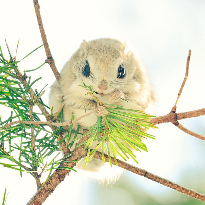 siberian-japanese-dwarf-flying-squirrel-4